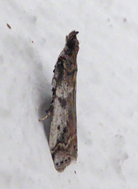 Cranberry Fruitworm